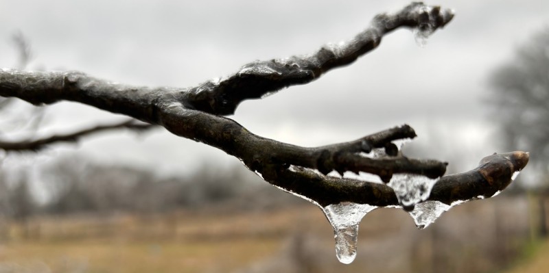 An image of a branch covered in ice. Pretty cold.